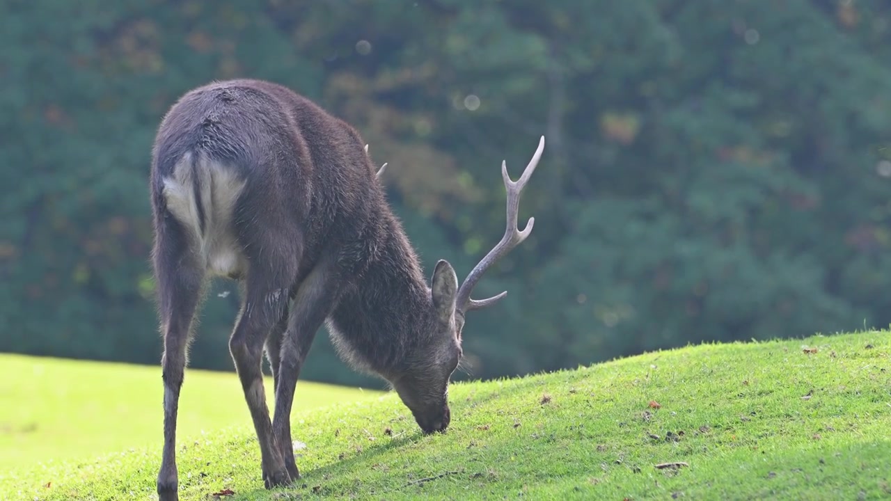 Cervo Sika che pascola sull'erba corta nel Parco dei Cervi di Marselisborg, Danimarca, Aarhus
