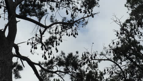 gran angular de una colonia de zorros voladores colgando boca abajo