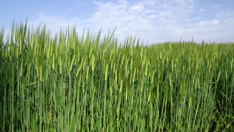 green barley field, oats in the field