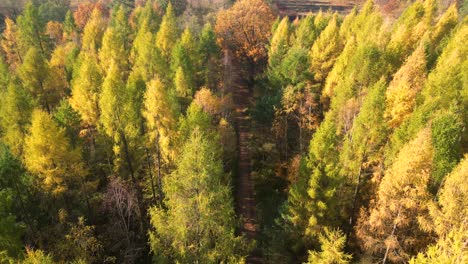 Vista-Aérea-De-Un-Camino-Rural-Con-Un-Bosque-Otoñal-Amarillo-Y-Naranja.