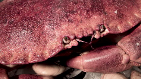 red crab stares upward while moving with clams on the backdrop