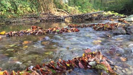 Un-Pequeño-Arroyo-Fluye-Pasando-Las-Hojas-De-Otoño