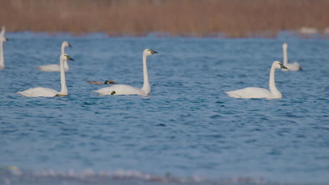 Cisne-De-Tundra-En-La-Parte-Este-De-Carolina-Del-Norte