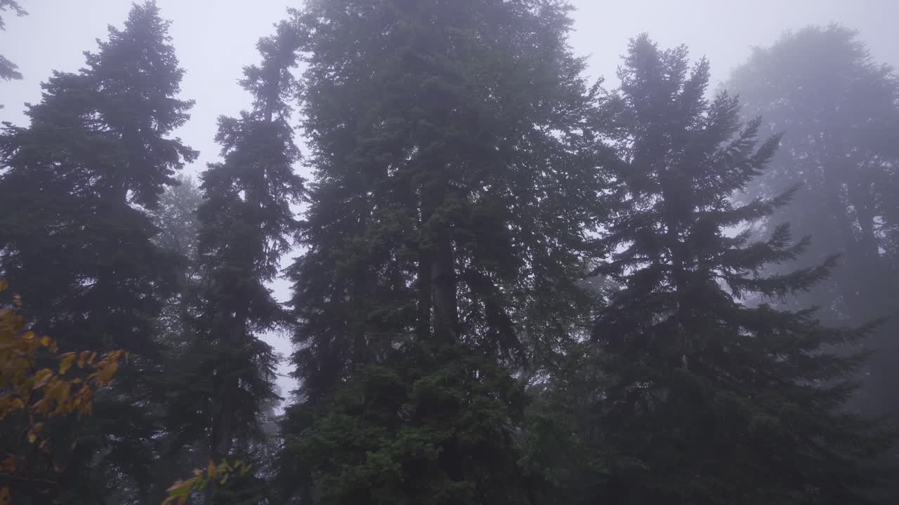 안개로 뒤 ⁇ 인 숲을 가로질러 여행합니다.