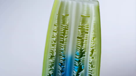 cross-section of a cucumber
