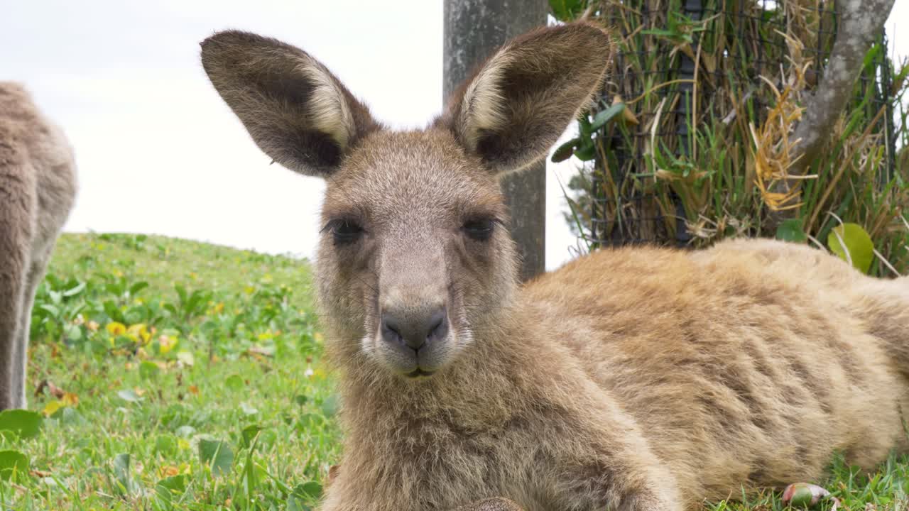 Slow motion close-up of wild kangaroo animal marsupial species with ears up lazing about in grassy fields along bushland coastline on mid north coast of Australia environment wildlife outdoors habitat