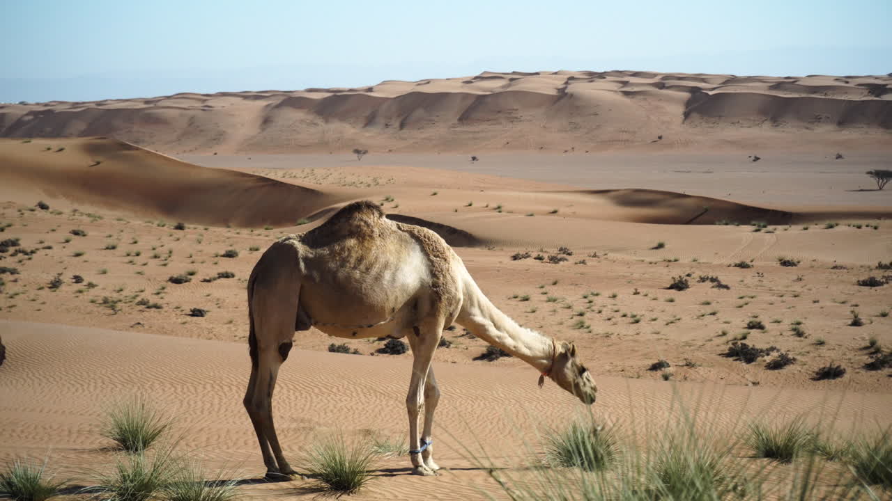 el camello está comiendo en el desierto de wahiba sands en omán en primer plano