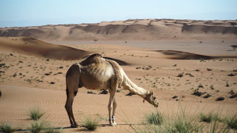 camel is eating in the wahiba sands desert in oman close-up