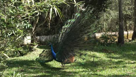 Hermoso-Pavo-Real-Sacudiendo-Sus-Plumas-En-La-Reserva-Natural