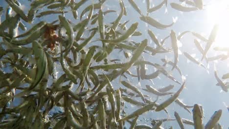 Fish-swimming-in-very-clear-and-transparent-shallow-water