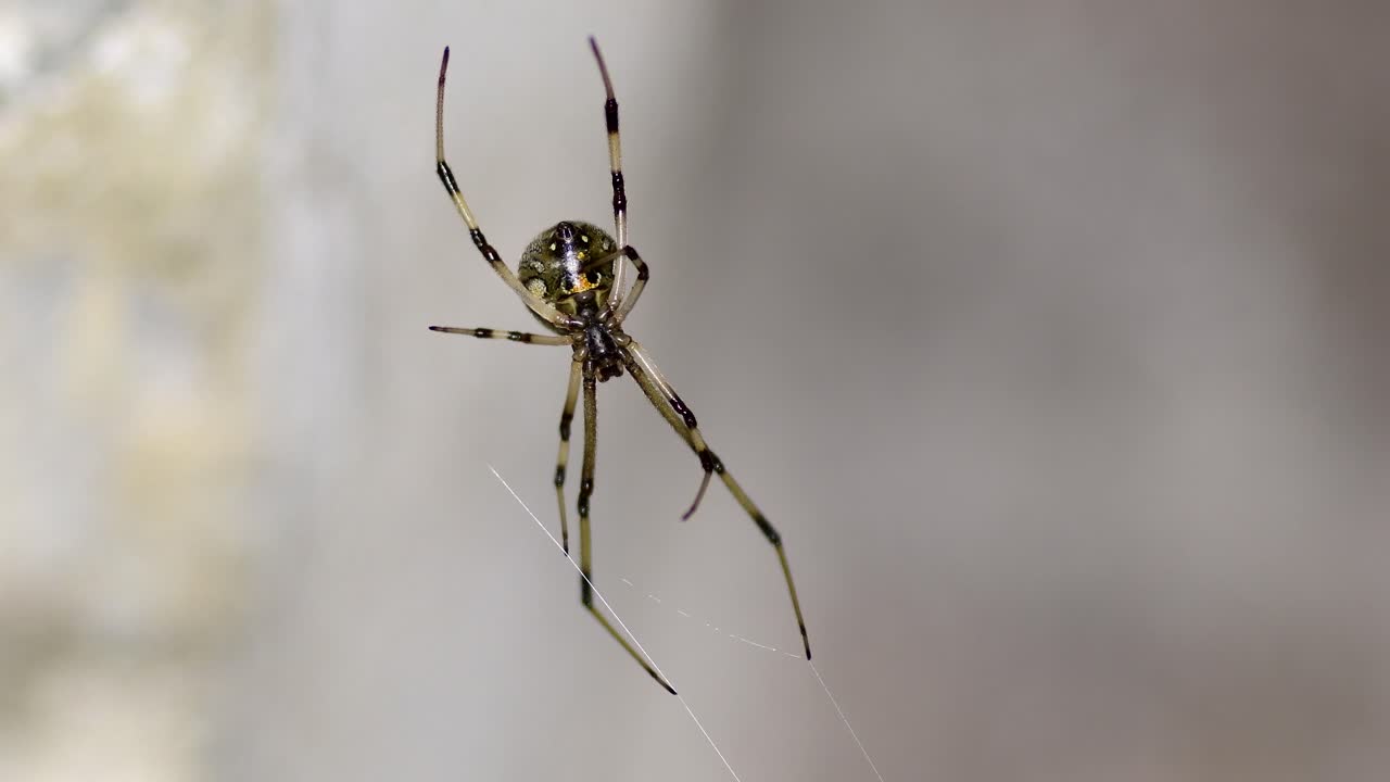 araña viuda marrón en su telaraña, suavemente movida por la brisa