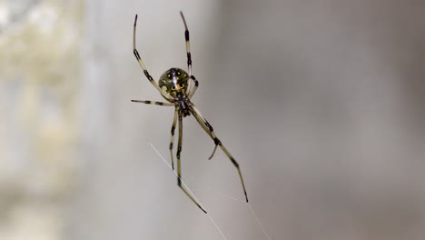 Araña-Viuda-Marrón-En-Su-Telaraña,-Suavemente-Movida-Por-La-Brisa