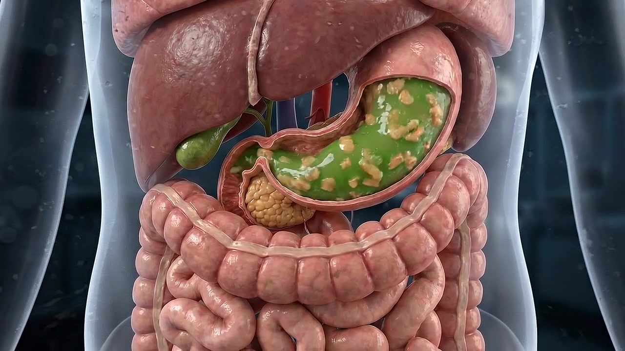 3D Medical Animation of Human Stomach Digestion Process