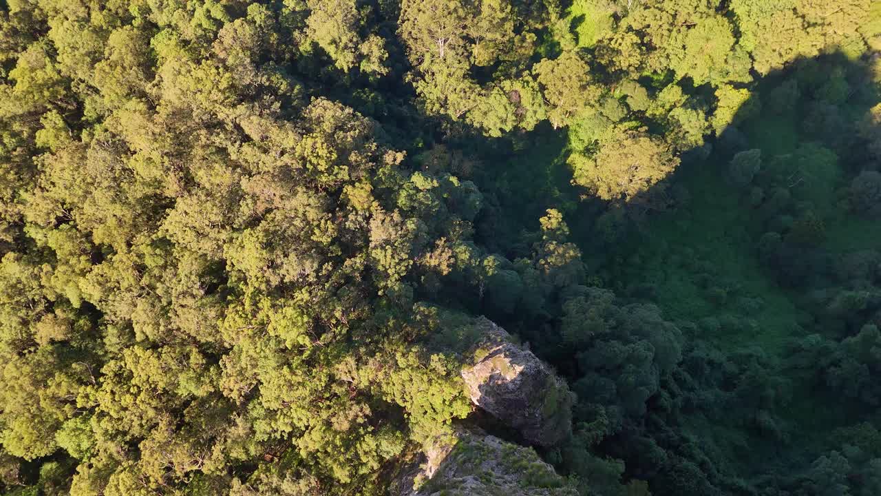 Drone footage captures lush eucalyptus forest surrounding Nimbin Rocks, showcasing natural beauty and geological formations in Australia