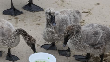 young swans eating together on sandy ground