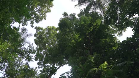 Toma-De-Movimiento-De-ángulo-Bajo-En-El-Bosque-O-La-Jungla