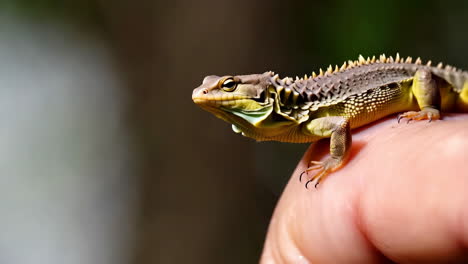 close-up of a small lizard perched on a finger