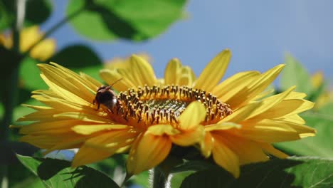 bumblebee crawling on sunflower collecting pollen, pollinator