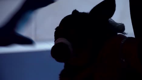 oftalmólogo veterinario que examina los ojos del perro