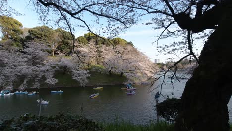 ludzie cieszący się drzewami wiśni sakura w fosie chidorigafuchi w tokio