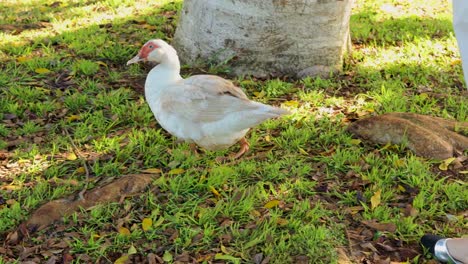 A Muscovy duck strolls on grassy ground beside a large tree in bright daylight, with a human briefly entering the frame from the right
