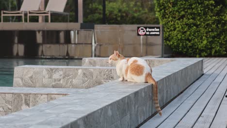 ginger cat lounging on a sunny deck