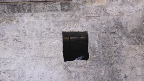 Matera,-Italy-pigeon-in-windows-peaking-out