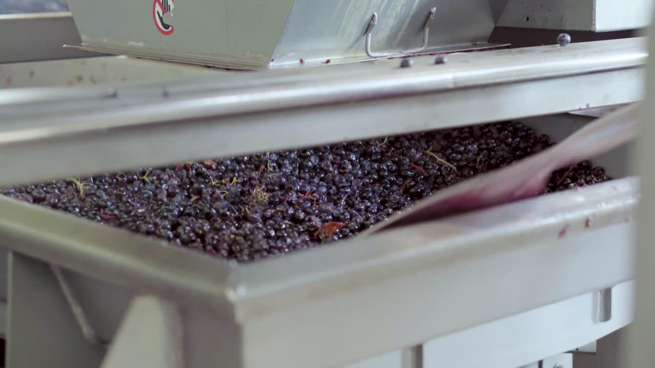 Destemmed grapes being removed to continue the selection process, harvesting time