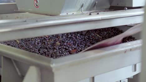 destemmed grapes being removed to continue the selection process, harvesting time