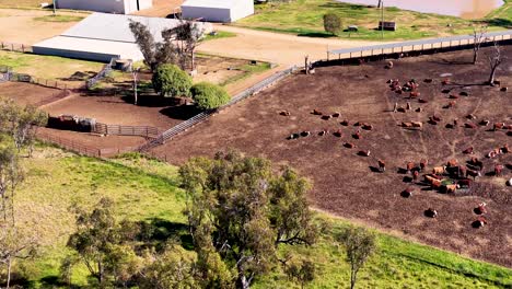 drone footage moves over a cattle yard, farm buildings, and green fields with ponds under bright daylight, capturing rural australian farmland from above