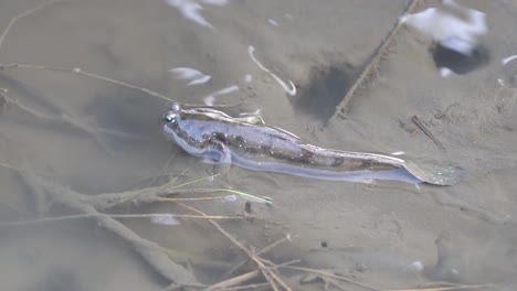 靠近高梅湿地保護區的泥<unk>魚,它擁有多種生物息地,包括草沼,沙灘,泥<unk > 和低潮區,台灣的泰<unk>