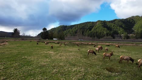 Toma-Aérea-De-Dron-De-4k-Que-Muestra-Un-Paquete-De-Alces-Salvajes-En-Reedsport,-Oregon-Con-El-Sol-Brillando-A-Través-De-Las-Nubes