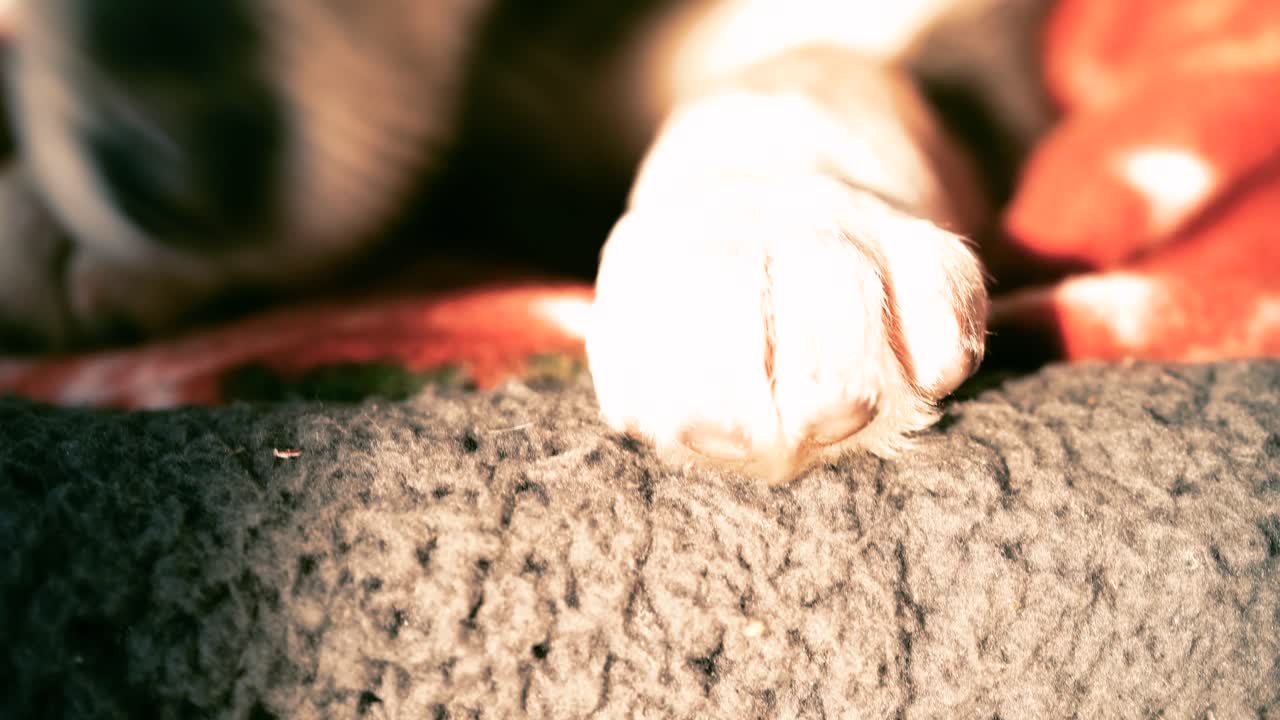 저녁 빛에 졸린 강아지의 다양한 근접 촬영