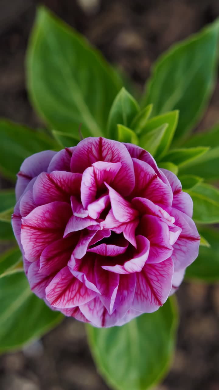 Primo piano di un fiore viola e rosa