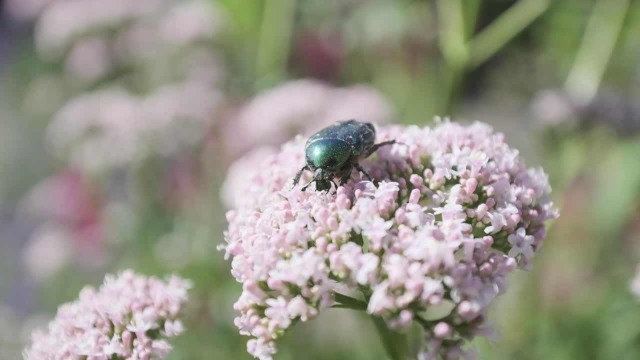 cerrar europea rose chafer jewel bug alimentándose de flor de valeriana