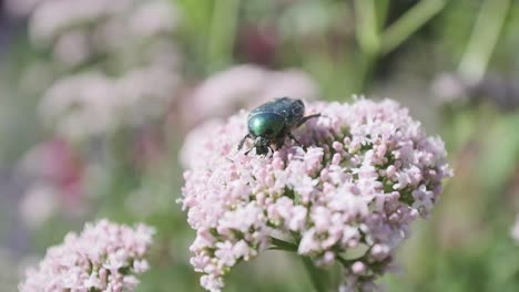 close up european rose chafer jewel bug feeding on valerian flower