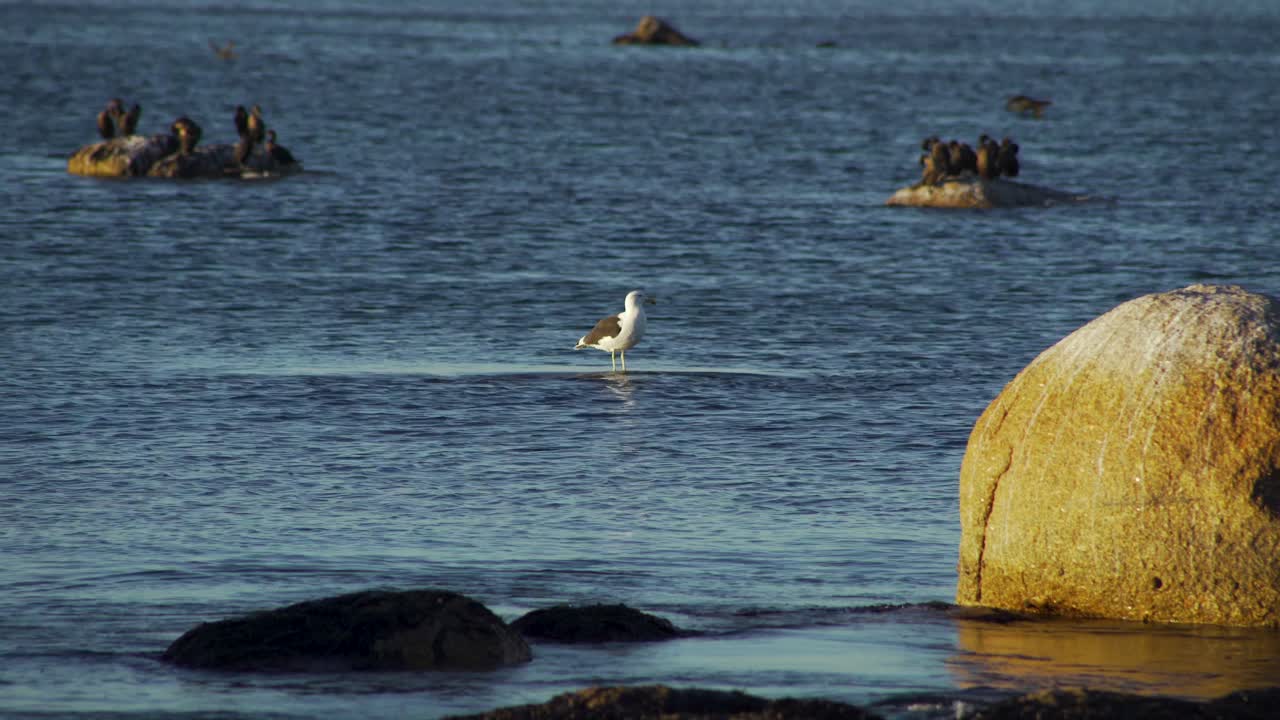 птица, сидящая на скале