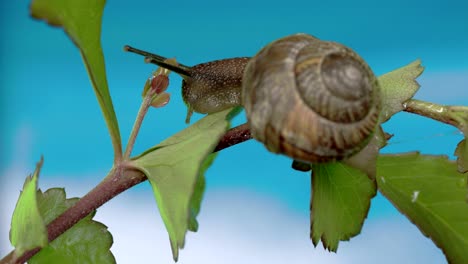 the slug eating some leaf 4k fs700 odyssey 7q