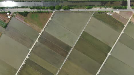 Quadratische-Koreanische-Reisfelder,-Incheon