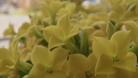 extreme close up pan of a kalanchoe plant