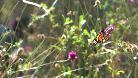 mariposa monarca bebiendo néctar de una flor colorida en un jardín