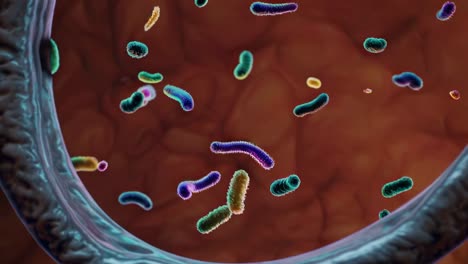 microbial ecosystem in the intestine