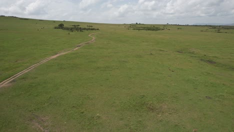 antelopes enjoying in maasai mara, kenya