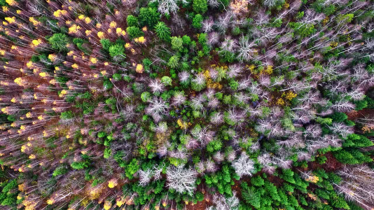 Lush aerial forest view in vibrant autumn with diverse trees and colors