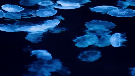 Glowing-blue-jellyfish-float-in-dark-water,-creating-a-mesmerizing,-ethereal-underwater-scene