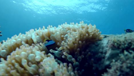 Pez-Payaso-En-Anémona-De-Mar-En-Agua-Hermosa-Claridad