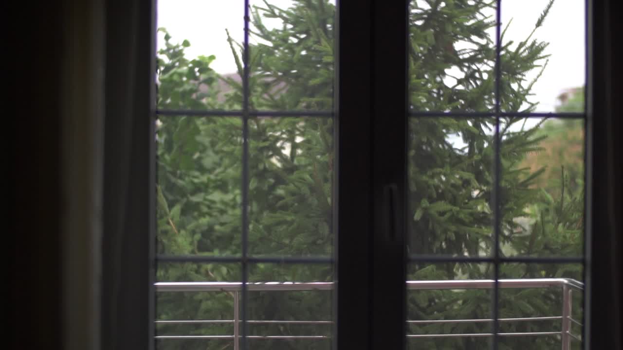 창가에 집에서 본 소나무