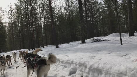 sled dogs pull through a snowy forest trail in a winter wilderness adventure