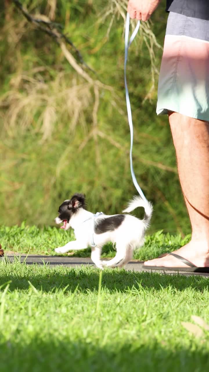 Un uomo porta a spasso un cagnolino al guinzaglio in un parco soleggiato, circondato da una lussureggiante vegetazione e da un'illuminazione brillante.