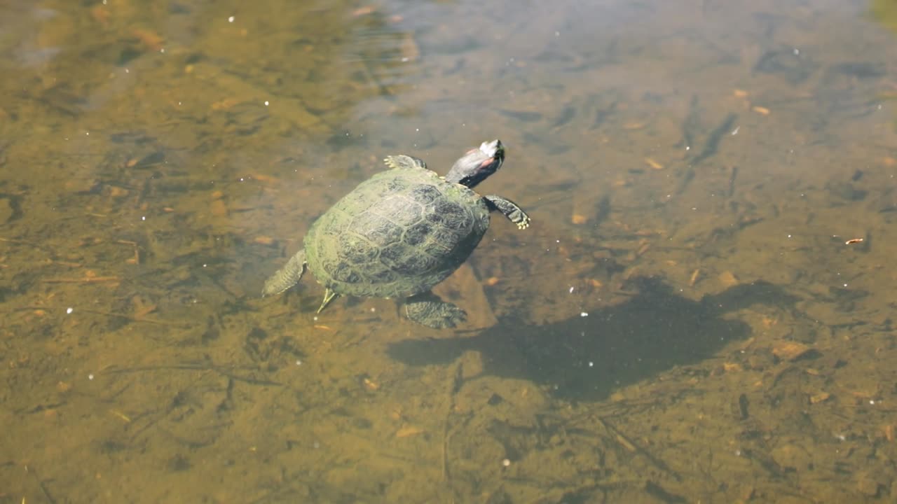 Red-Eared Slider Turtle Swims Underneath The Clear Water Of The Pond At Daytime
